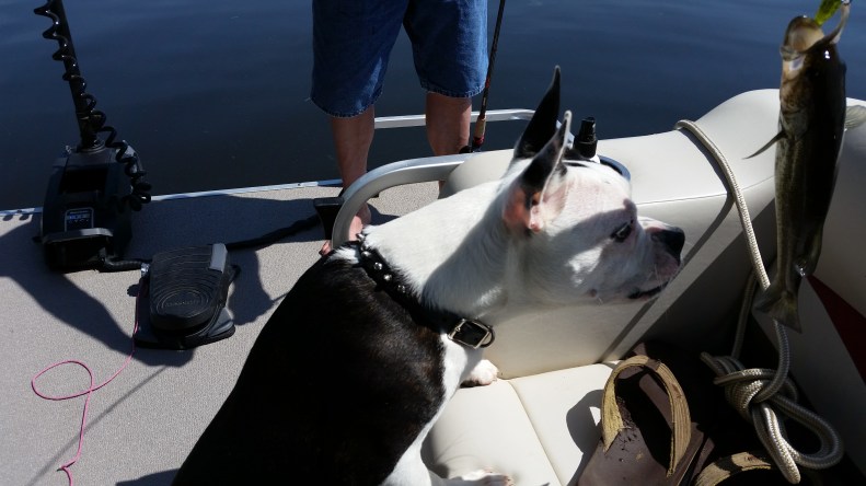 Mr. Bennett Licks a Fish.jpg