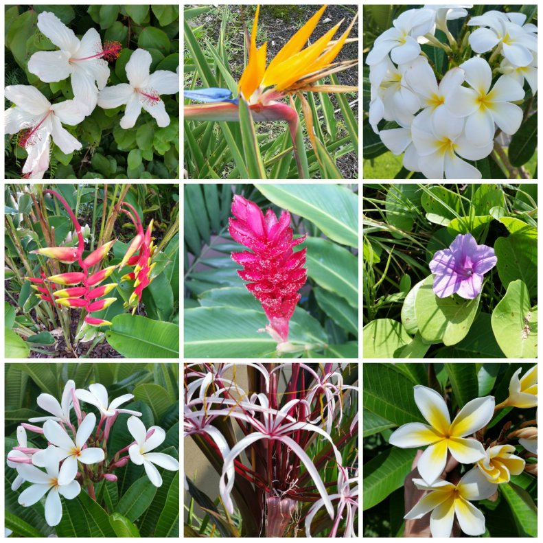 Flora Around Hawaii