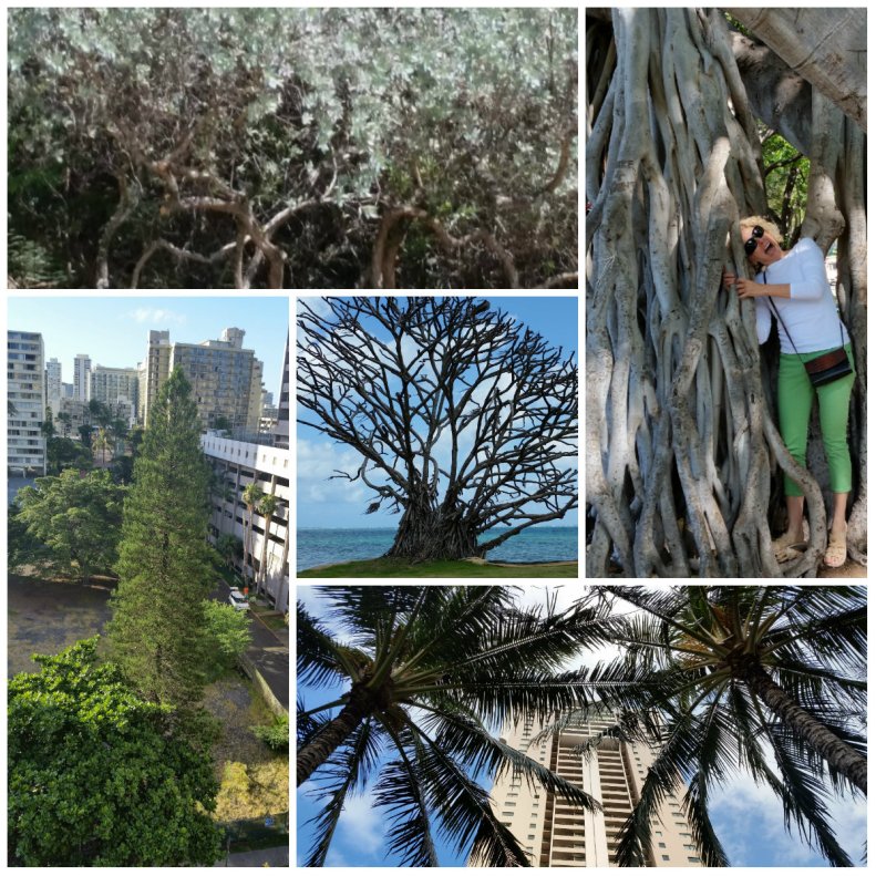 Trees Around Hawaii